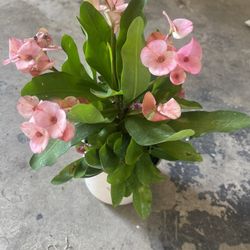 Plant For House In Ceramic Pot