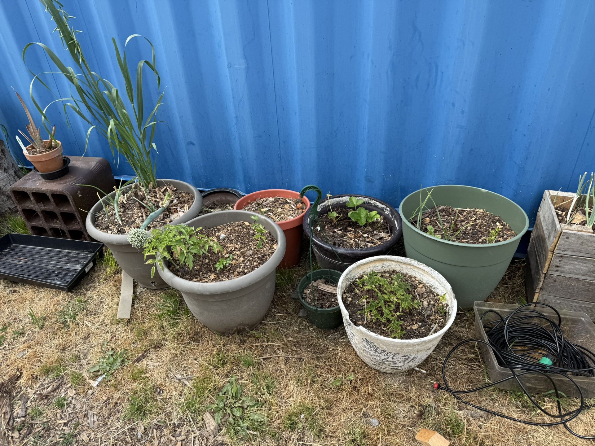 Plants