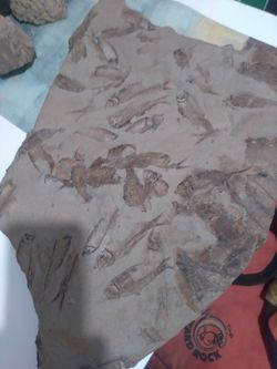 Rare Slab Fossil