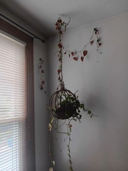Plant pot