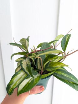 Hoya Carnosa Variegated Krimson Princess Plant 4" Pot - Indoor House Plants