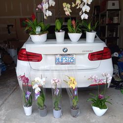 Brand New Beautiful Orchids!!!!!!!