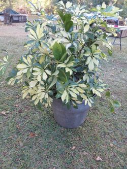 Schefflera Umbrella plant tree