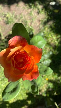 Planta de Rosal salmón, Flor grande