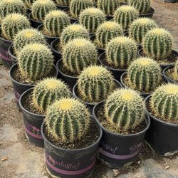 Golden Barrel 5 Gallons 