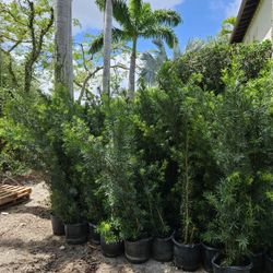 Podocarpus About 6 Feet Tall Full Green  Fertilized  Ready For Planting Instant Privacy Hedge  Same Day Transportation Tall Full Green  Fertilized  Re