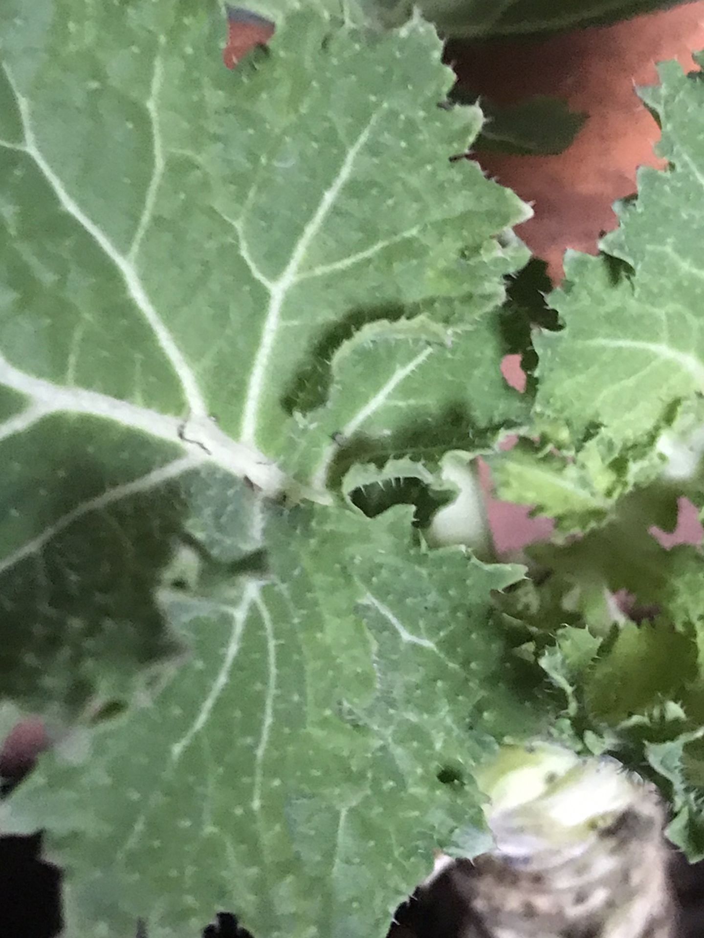 1 Live Kale Plant In Pot