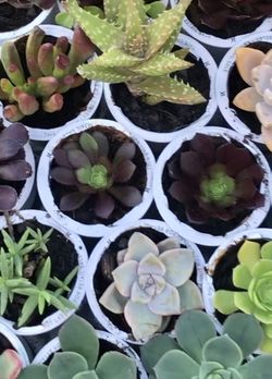 Succulents Variety
