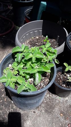 Big and thick leaf oregano.