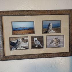 Owl Photography With Frame