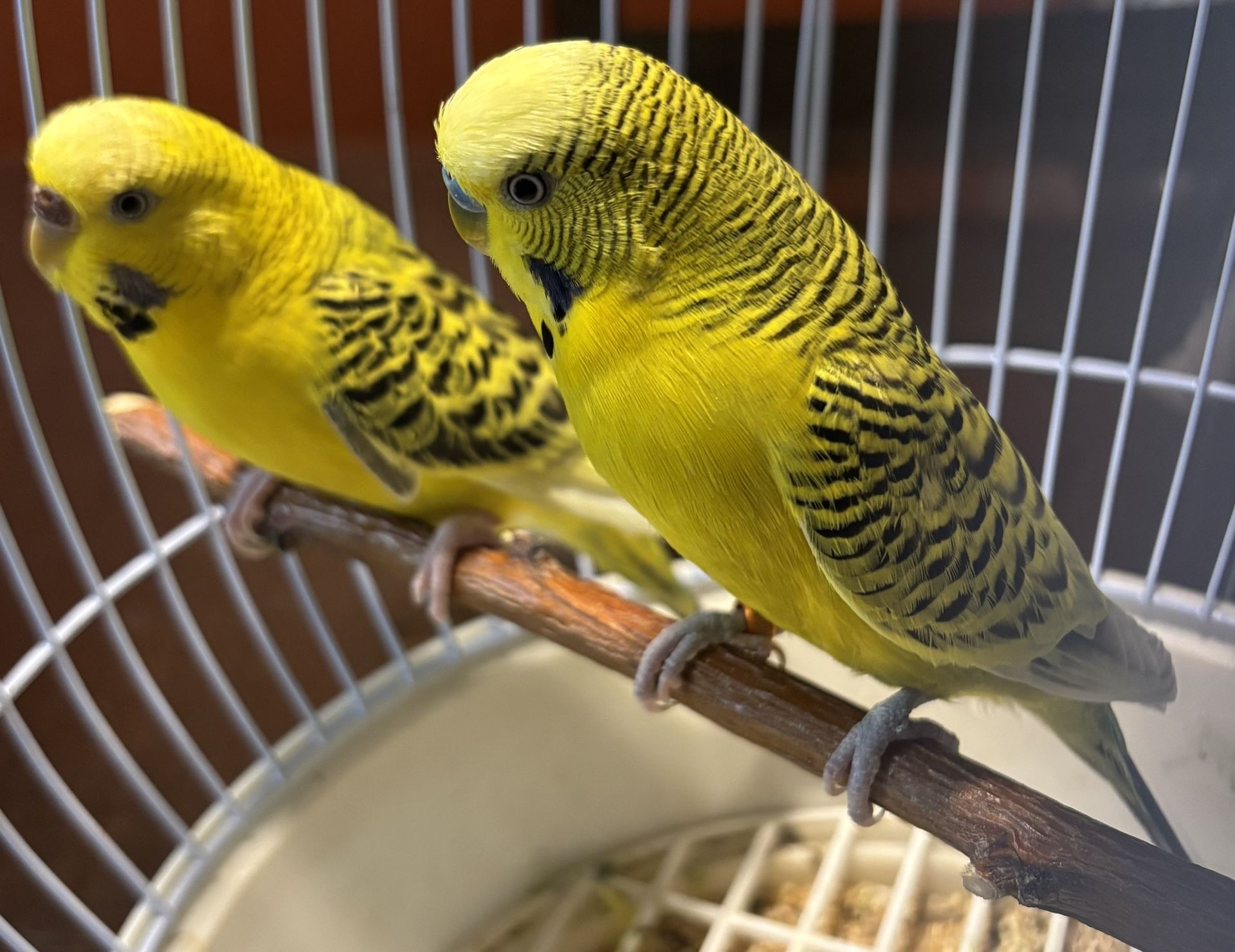 Bird Cage