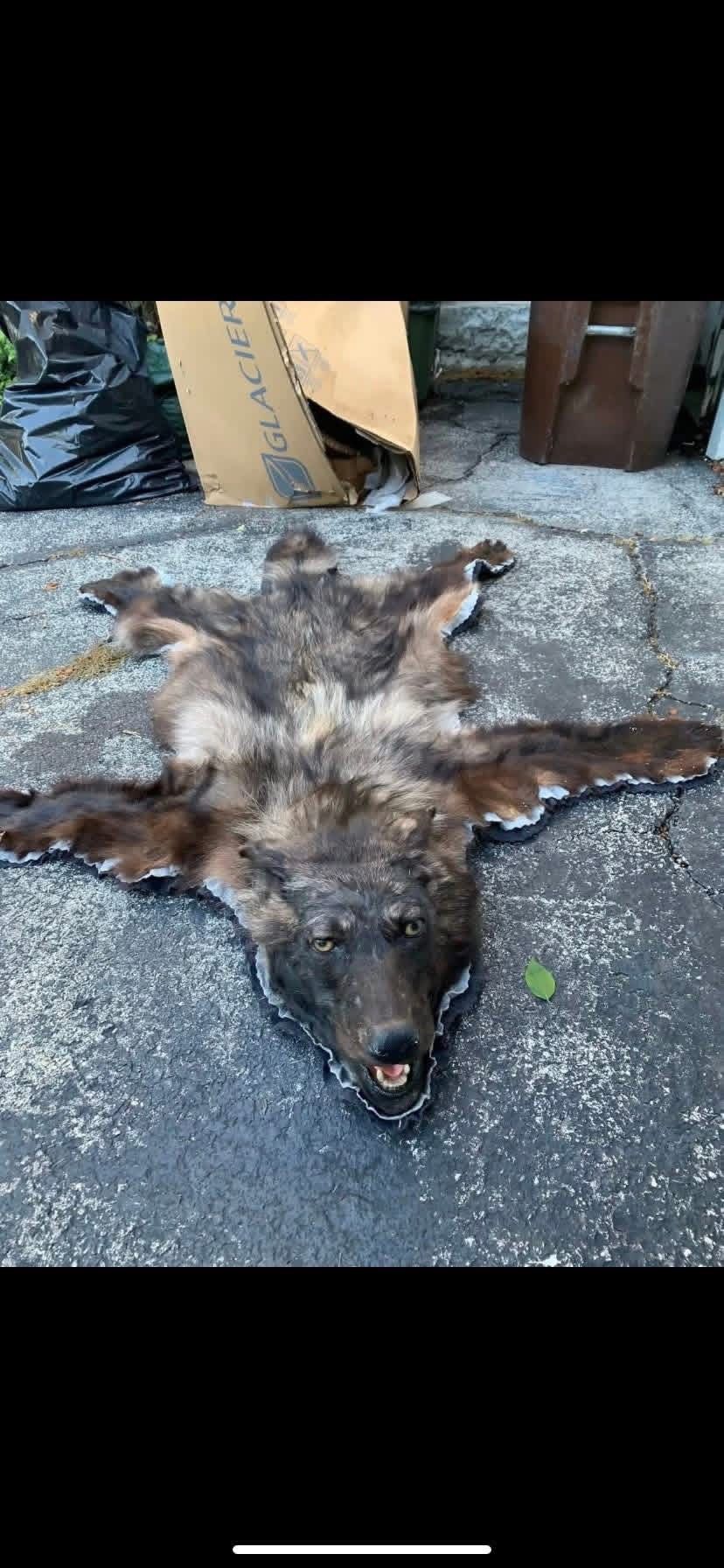 Taxidermy Wolf!! $700 Obo !