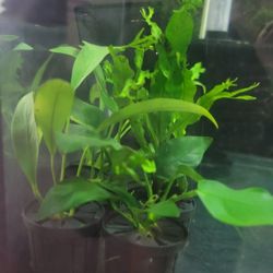 Aquarium Plants Anubias And Java Fern