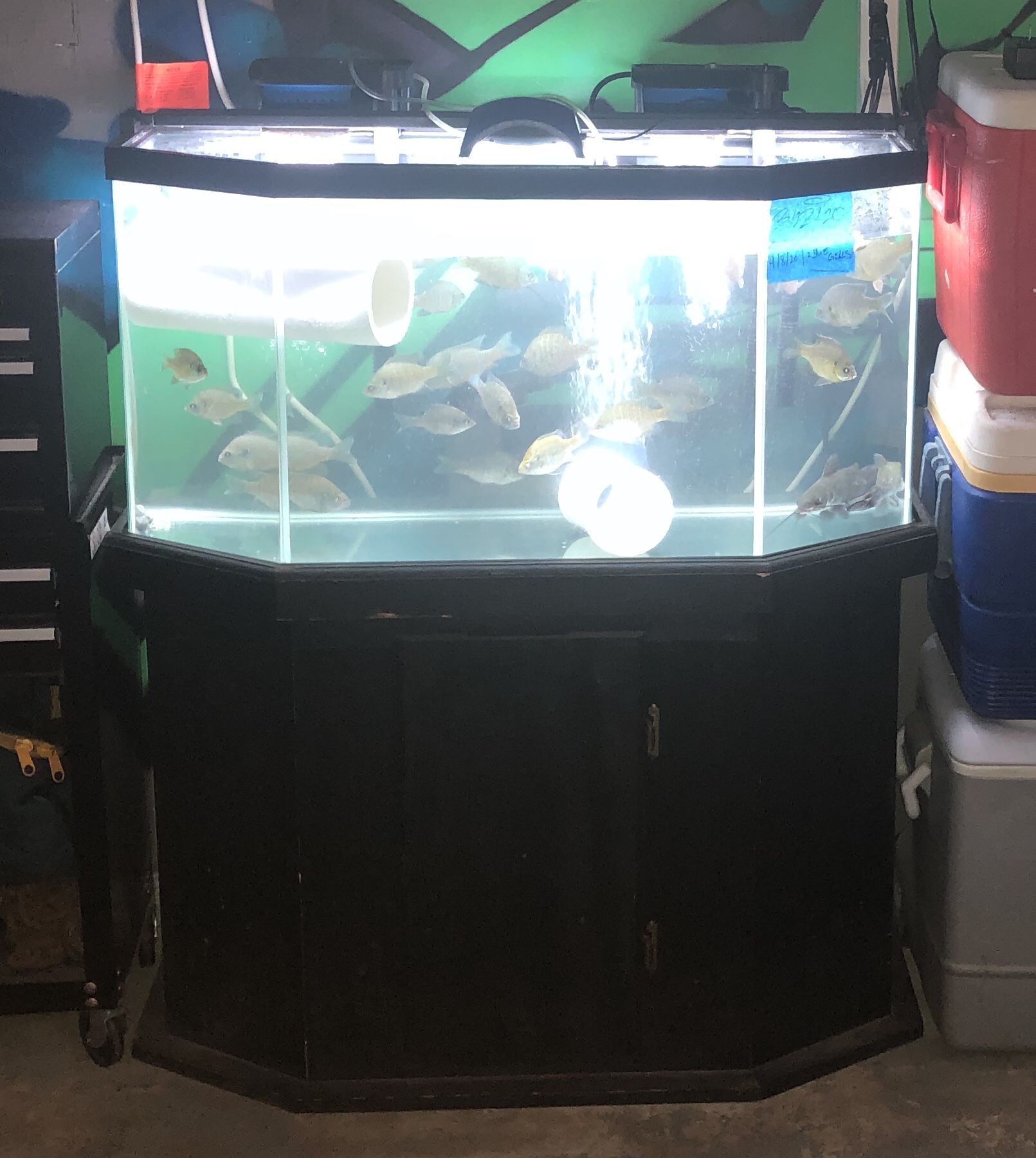 70 gallon aquarium
