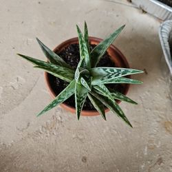 Succulent Aloe variegata “Partridge Breast”

