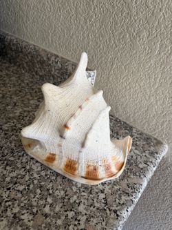 Large Natural Queen Conch Seashell Decor