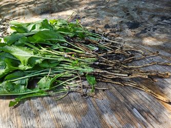 Horseradish starts