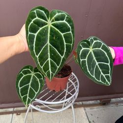 6” anthurium crystallinum 