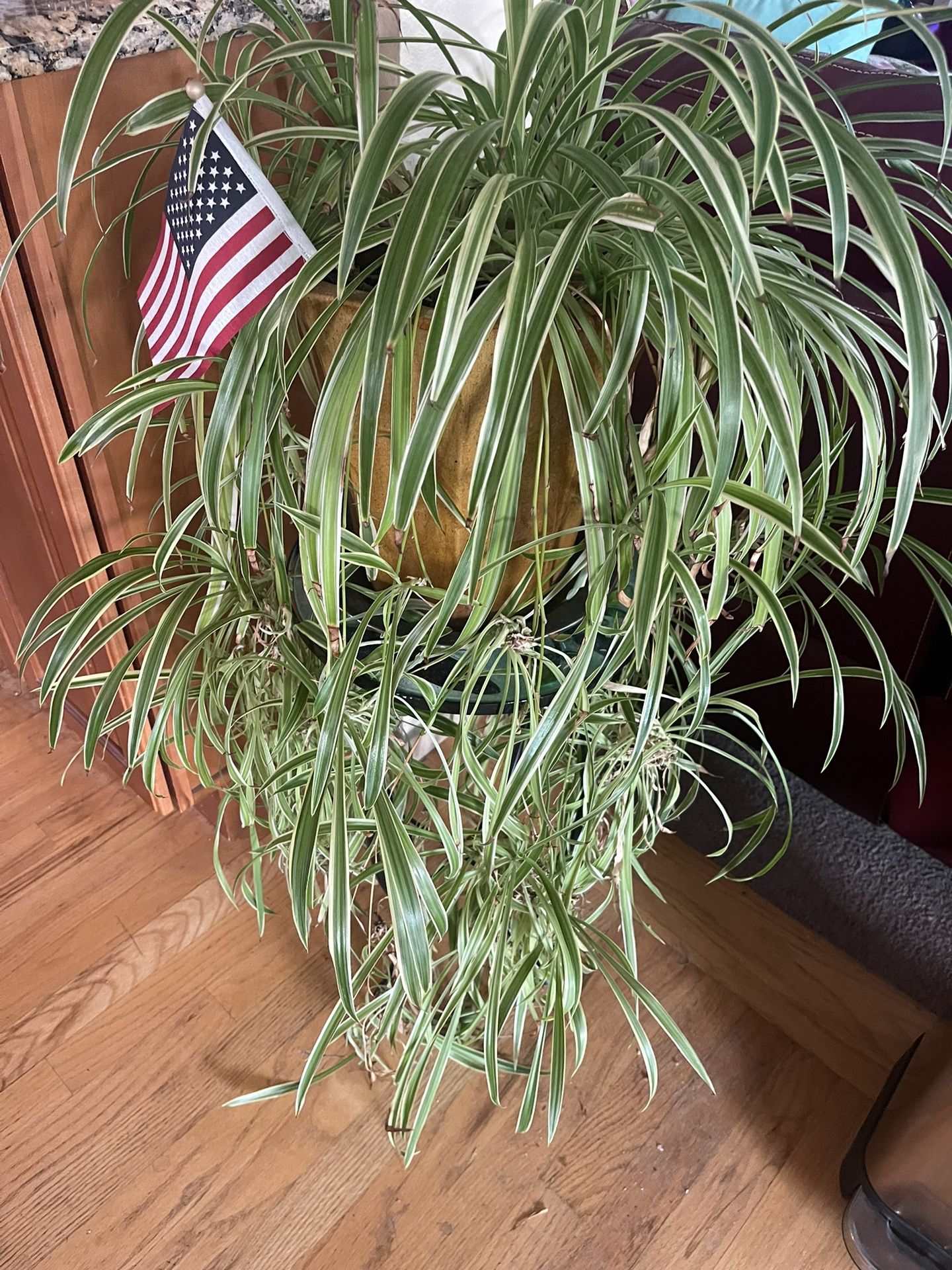 Spider Plant (pot is Not For Sale)