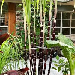 Purple Sugar Cane Plant