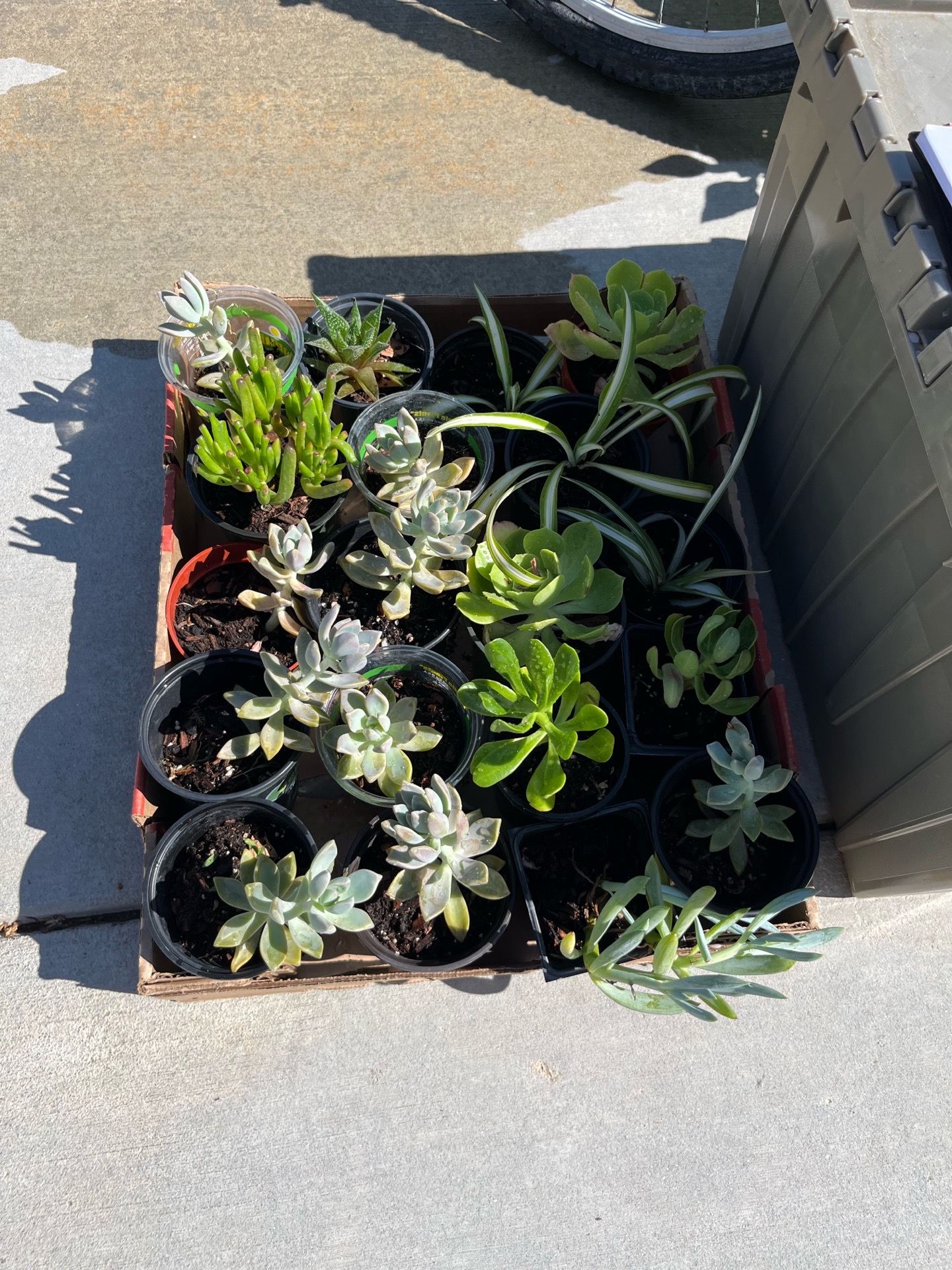 Plants $3 each