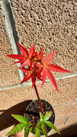 japanese shindeshojo red maple in a 3” cup
