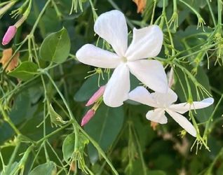 White Jasmine Climbing plant