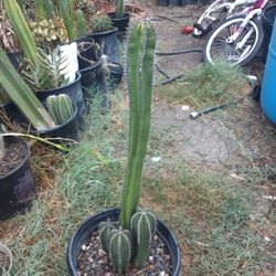 Mexican Fence Post Cactus Plant