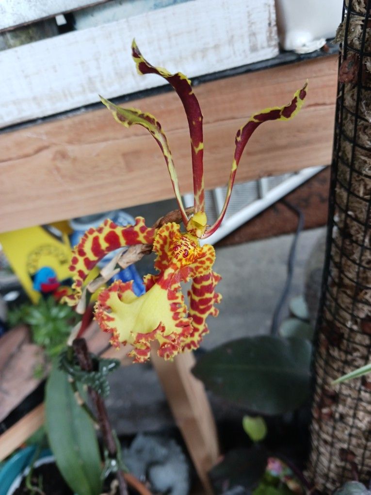 Orchid Mariposa $75