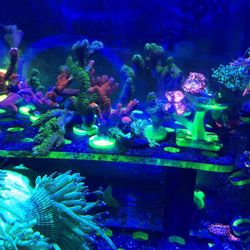 Fake Coral decoration plastic