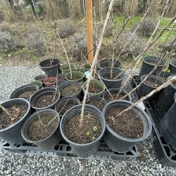Edible Pink Currants