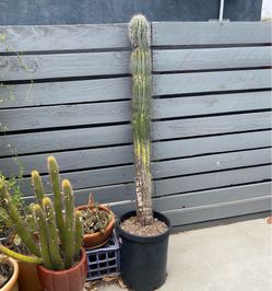 Cardon Cactus 15gallon