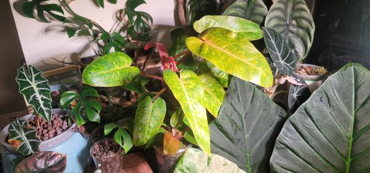 Philodendron painted lady