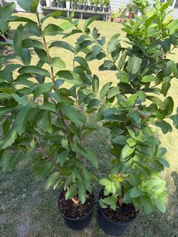 Guayaba rosa $30 cada una