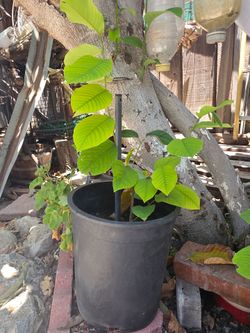 Cherimoya Tree