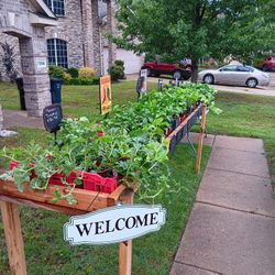 Peppers And Eggplant Plants 