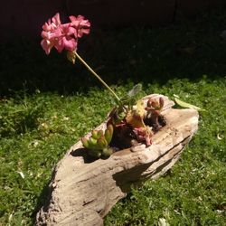 Hand Made California Driftwood Planter Succulents