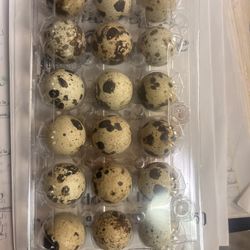 Eggs 