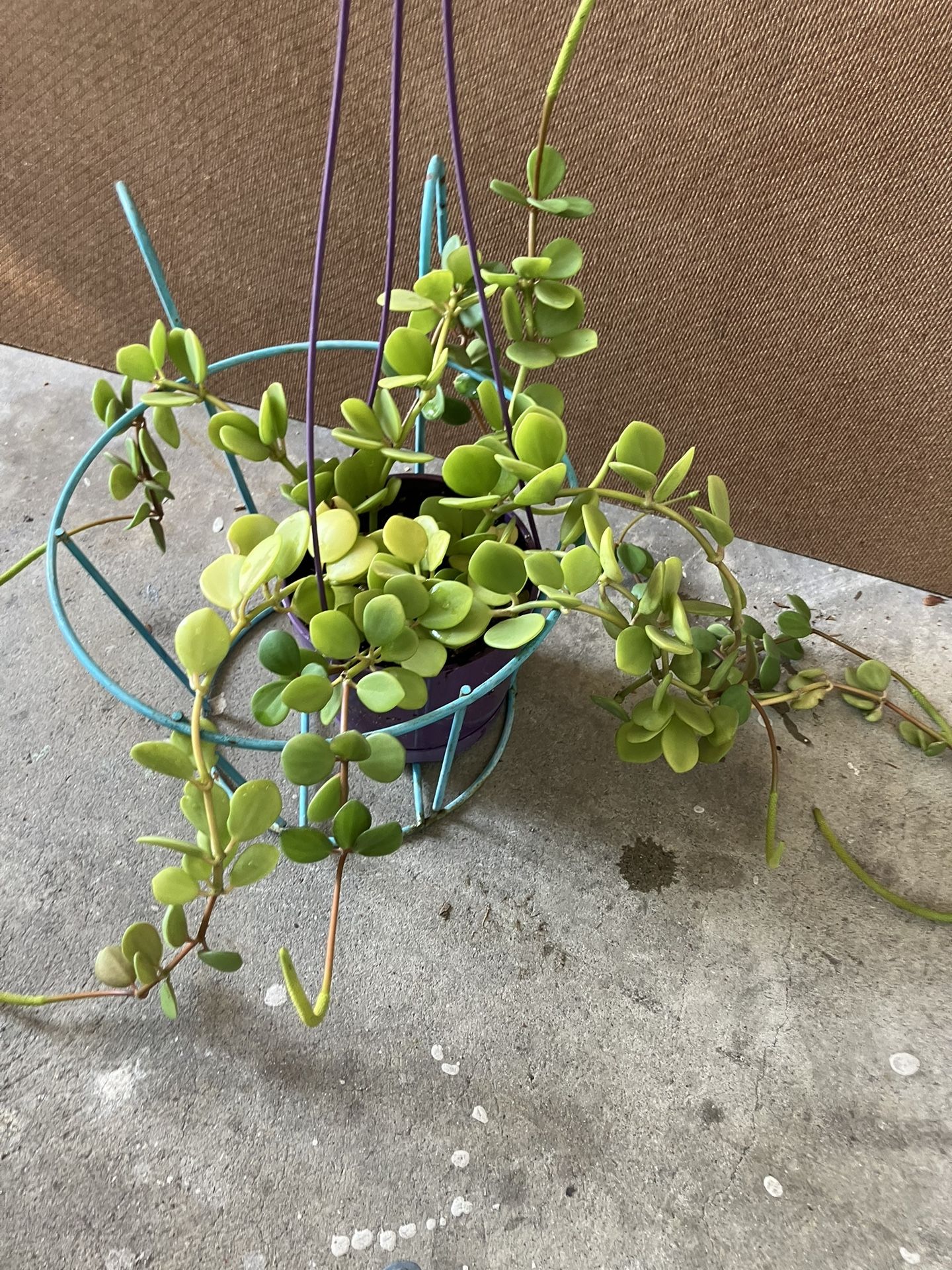 Peperomia Plant.