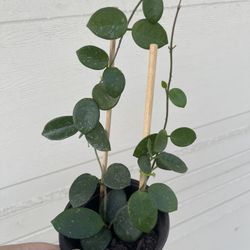 Hoya Mathilde Splash Plant