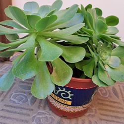 Beautiful Succulent Plant 