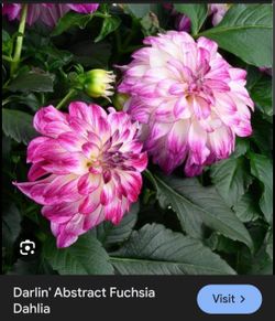 Dahlia Plants Decorative Darlin for pots $5