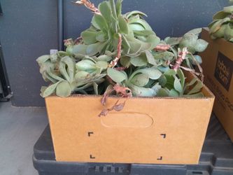 Box Of Succulents