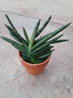 Small House Plants