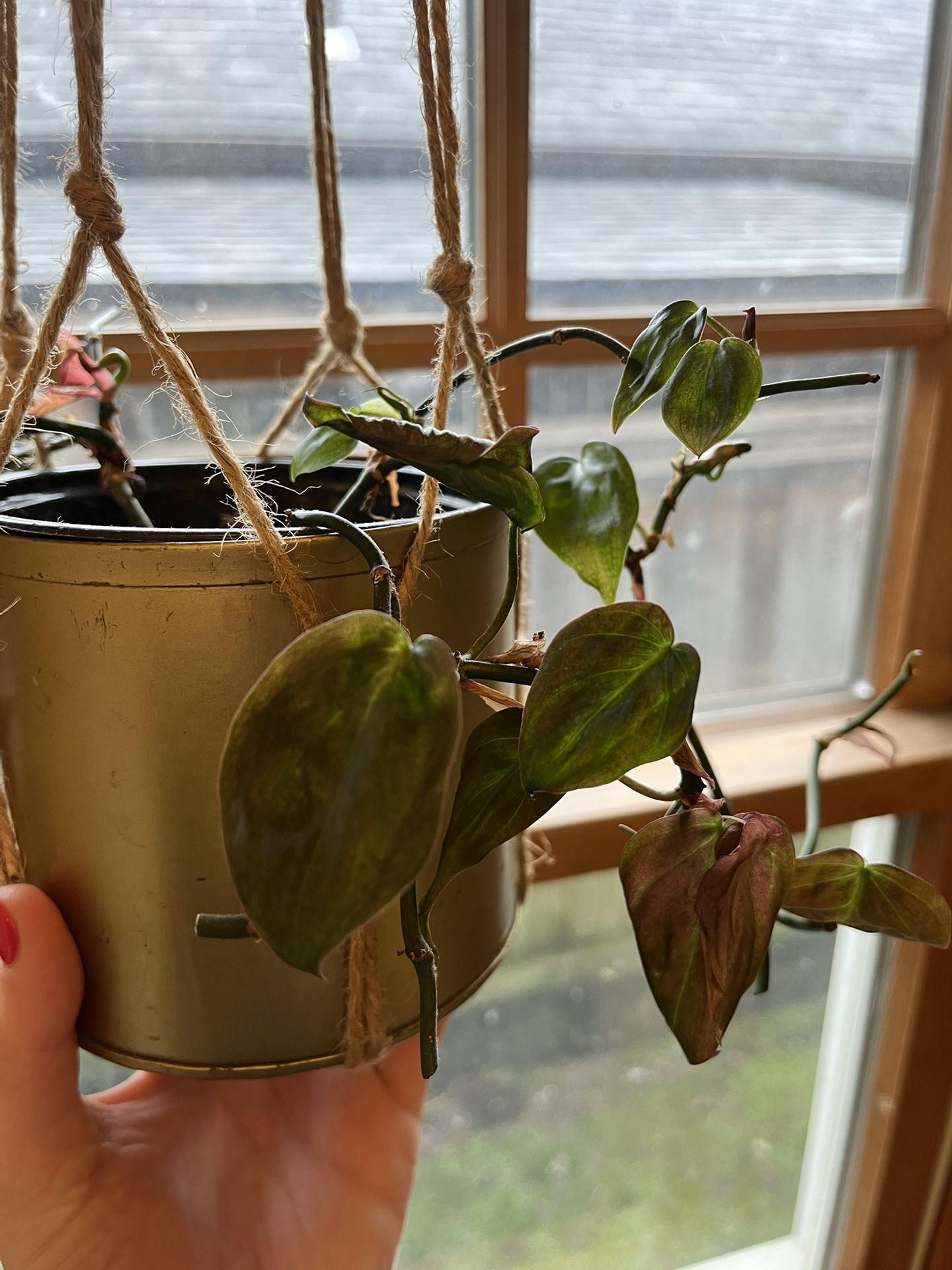 Velvet Leaf Philodendron Plant