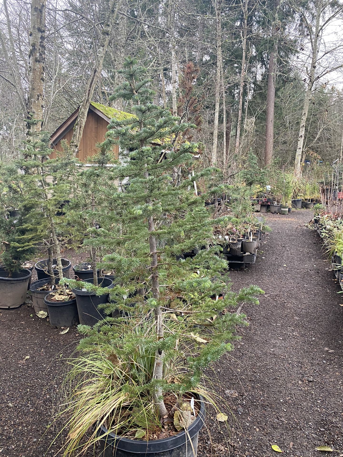 LIVE CHRISTMAS TREES for Sale in Puyallup, WA OfferUp