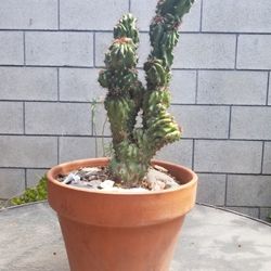 Cacti: Cactus