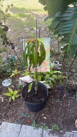 Nam doc Mai mango 3 gallon mango tree