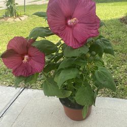 Hibiscus  