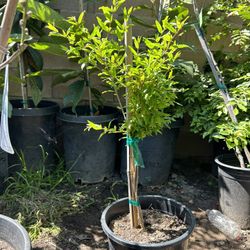 Pomegranate Fruit Tree